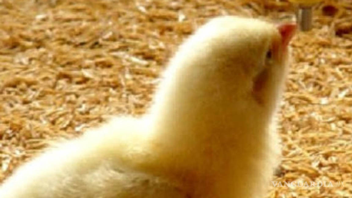 Cambio climático puede aumentar la gripe aviar, alertan