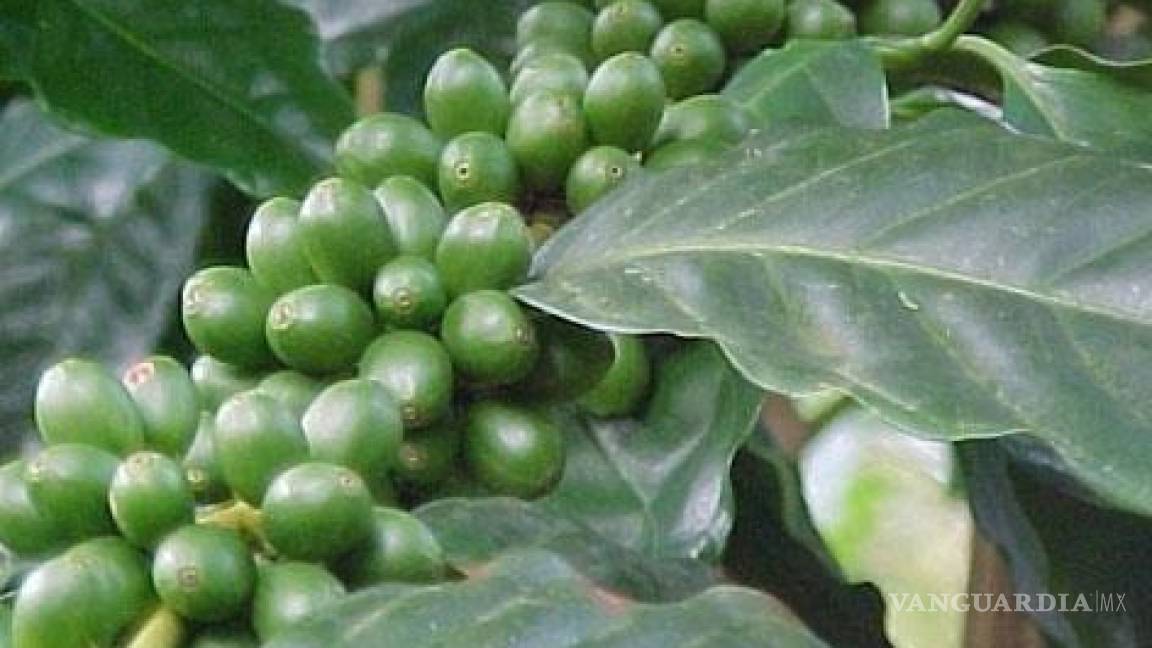Granos de café verde pueden ayudar a perder peso