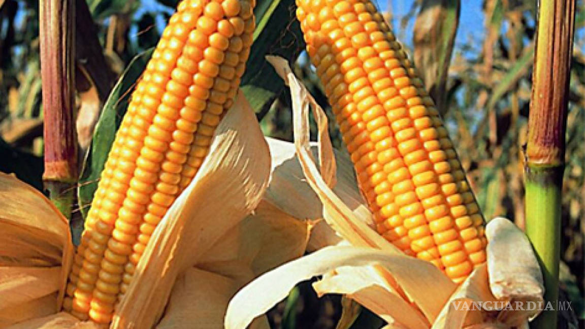 En este año, 15 autorizaciones para probar maíz transgénico en México
