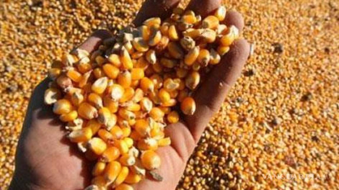 Ecuador es país libre de semillas de maíz transgénico