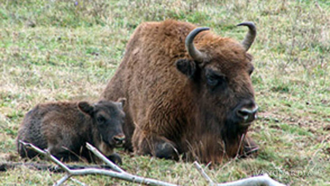 Bisonte se reproduce en Coahuila