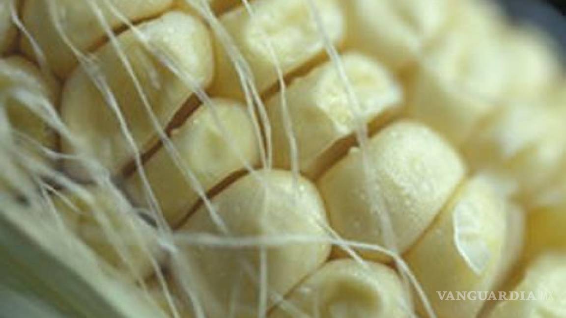 Cofepris deberá informar sobre riesgos de maíz transgénico