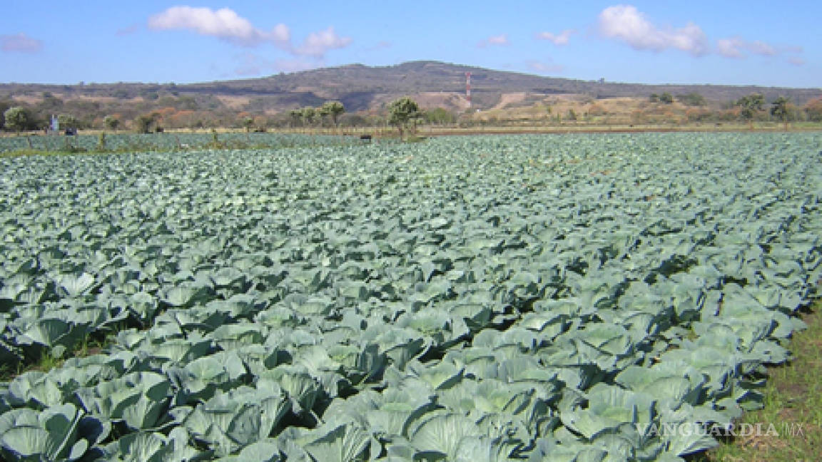 Frente frío en Tlaxcala causa daños a cultivos