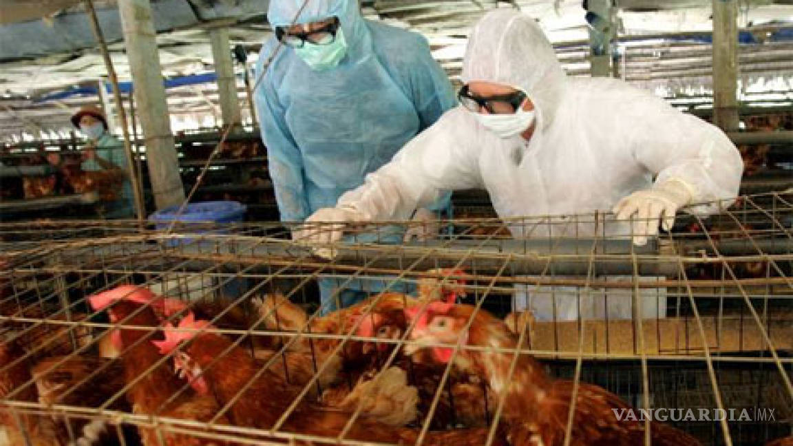 Muere hombre en China por gripe aviaria