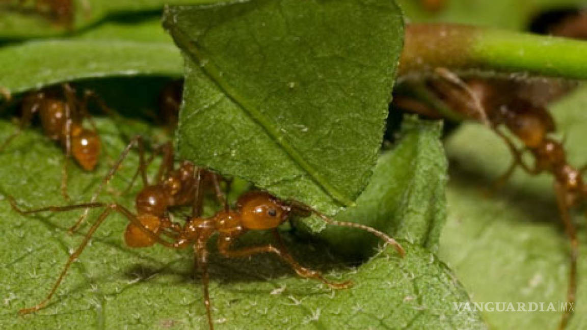 Usan hormigas contra plagas en plantas