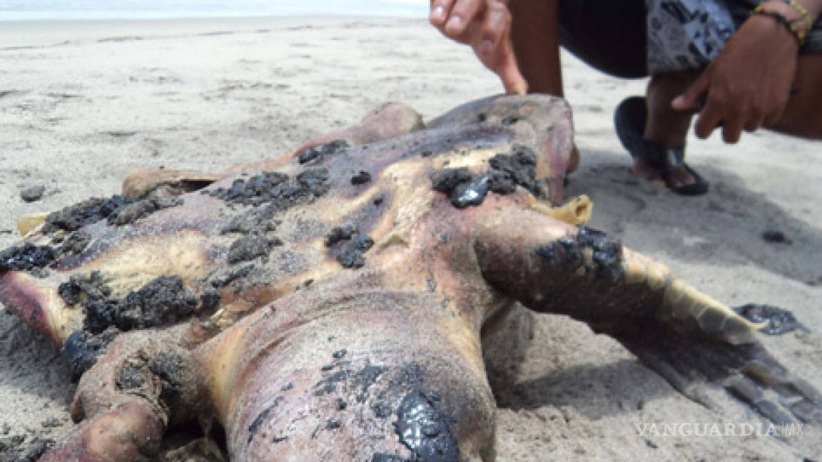 Denuncian a Pemex por muerte de tortugas en Oaxaca