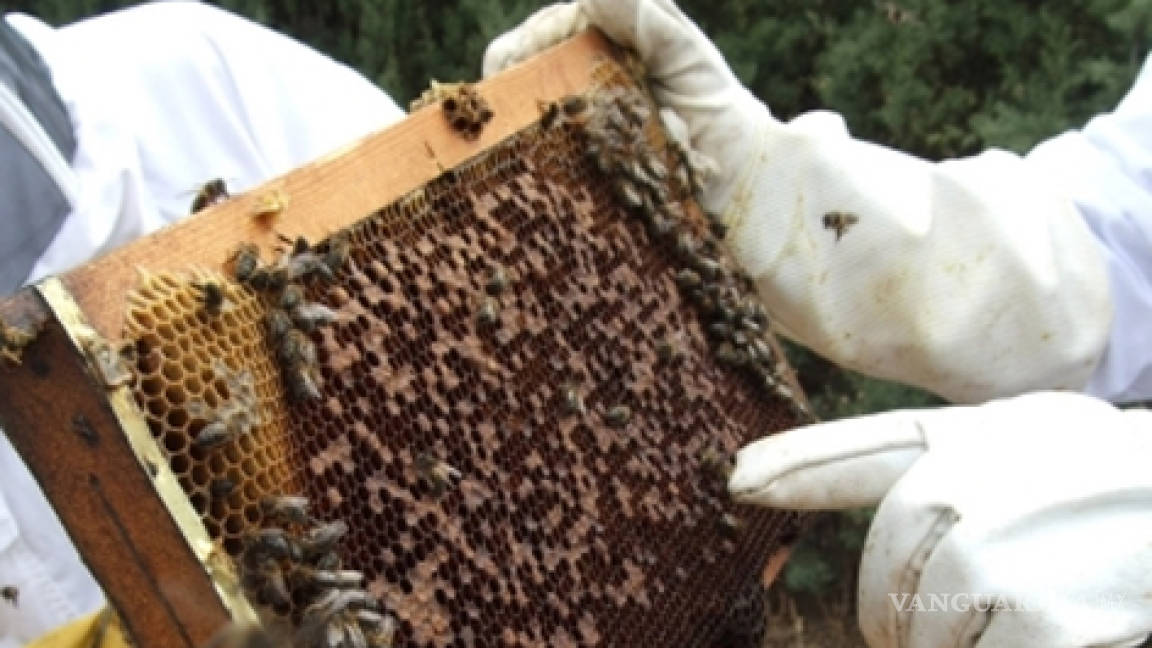 Piden apicultores de 24 países detener siembra de transgénicos