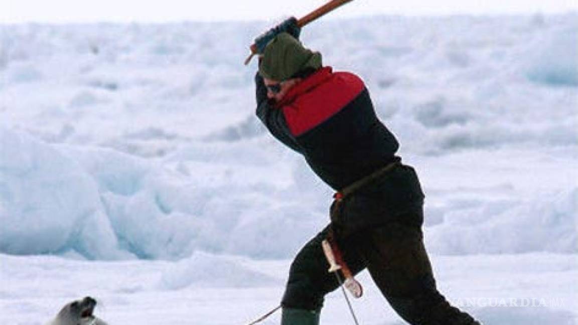 Comienza la caza de focas en Canadá