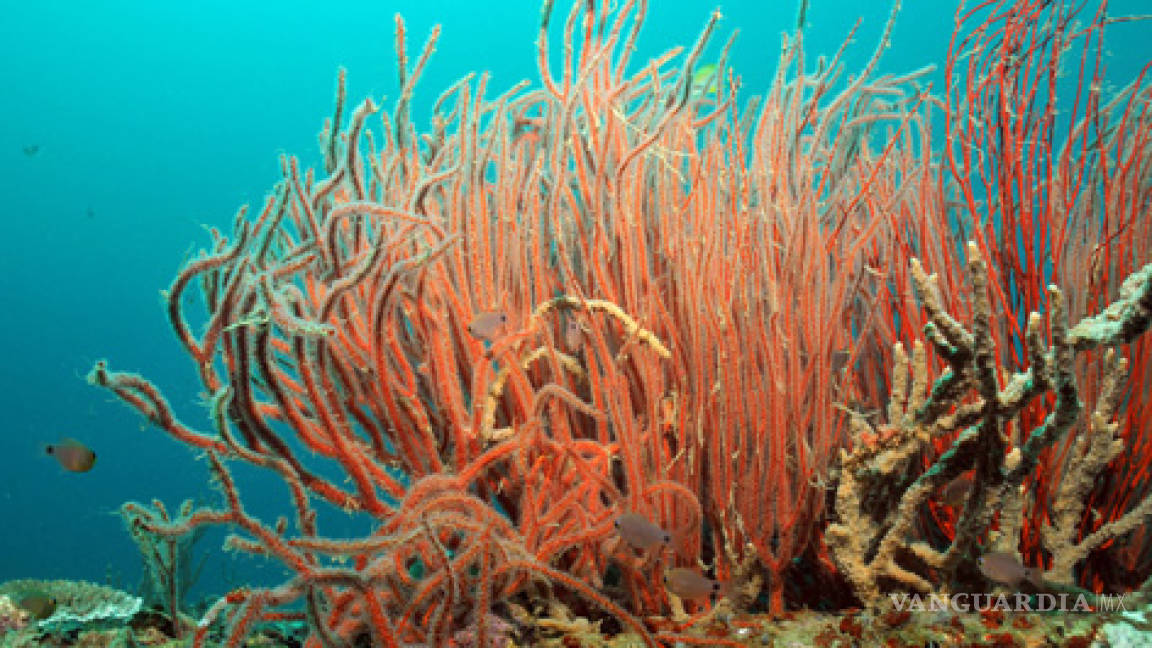 &quot;Violación de los océanos&quot;, robo de corales en Filipinas