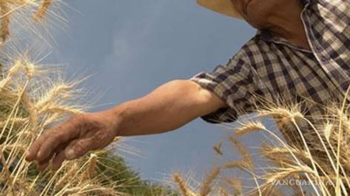 Agricultores mexicanos, con el menor patrimonio de AL: FAO