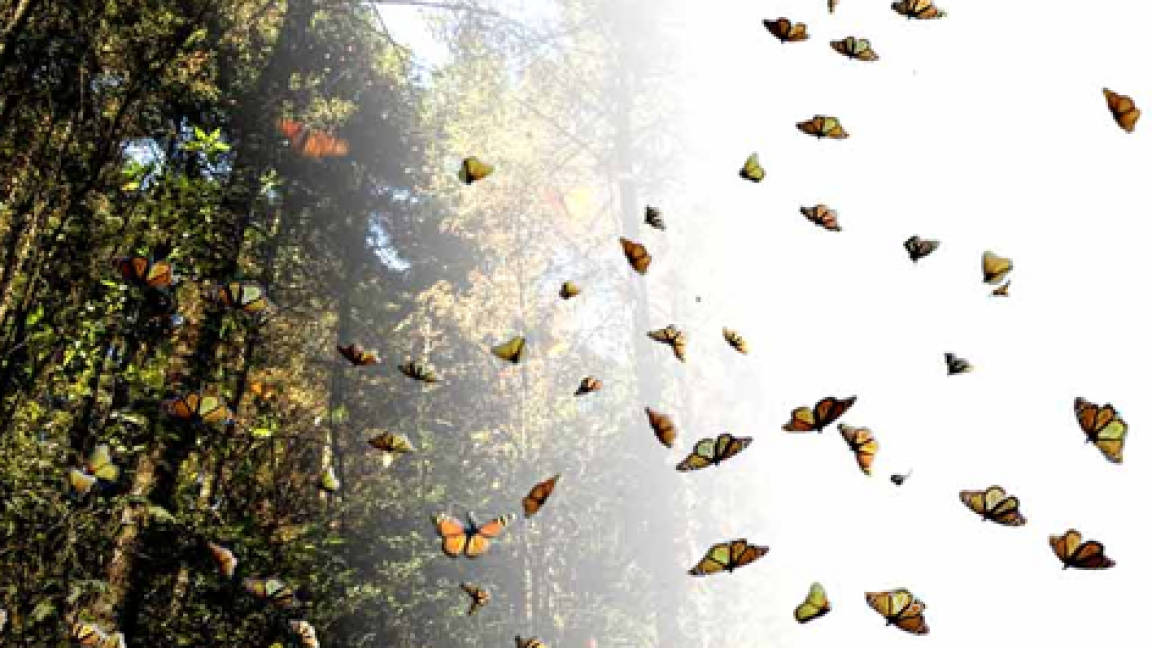 En 18 años se reducirá en más de 75% el territorio de la mariposa monarca