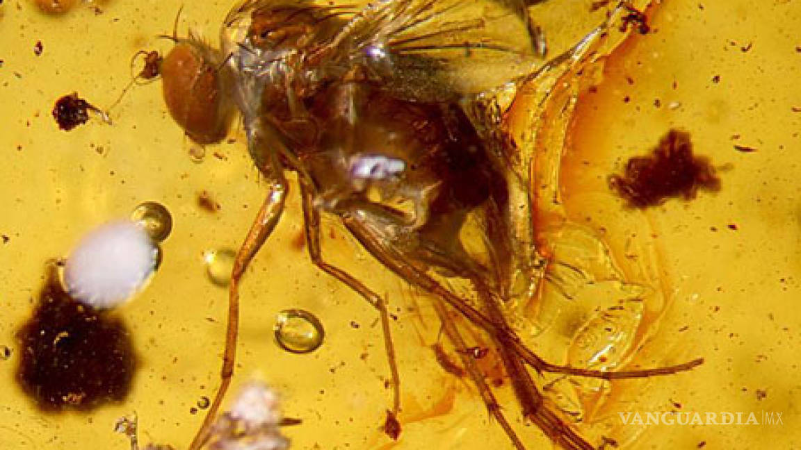 Hallan insectos extintos fosilizados en Perú