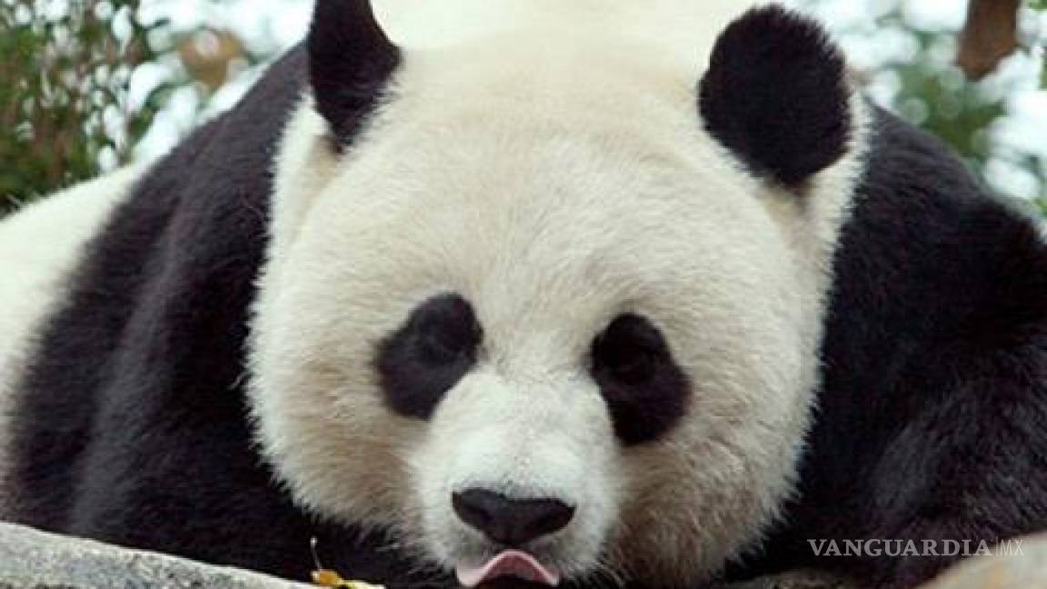 Sangre de Panda, el antibiótico del futuro