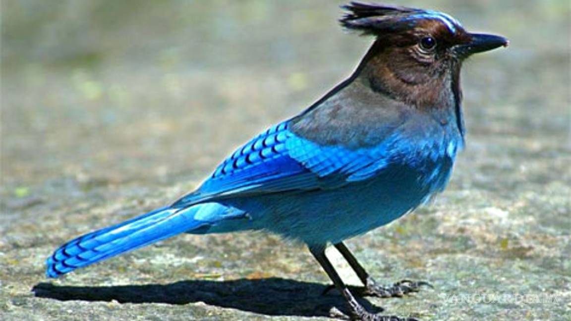 Guatemala, observatorio de aves