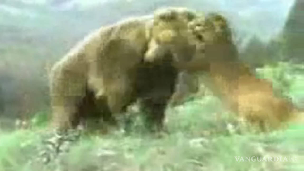 Puma ataca a hombre y es rescatado por un oso