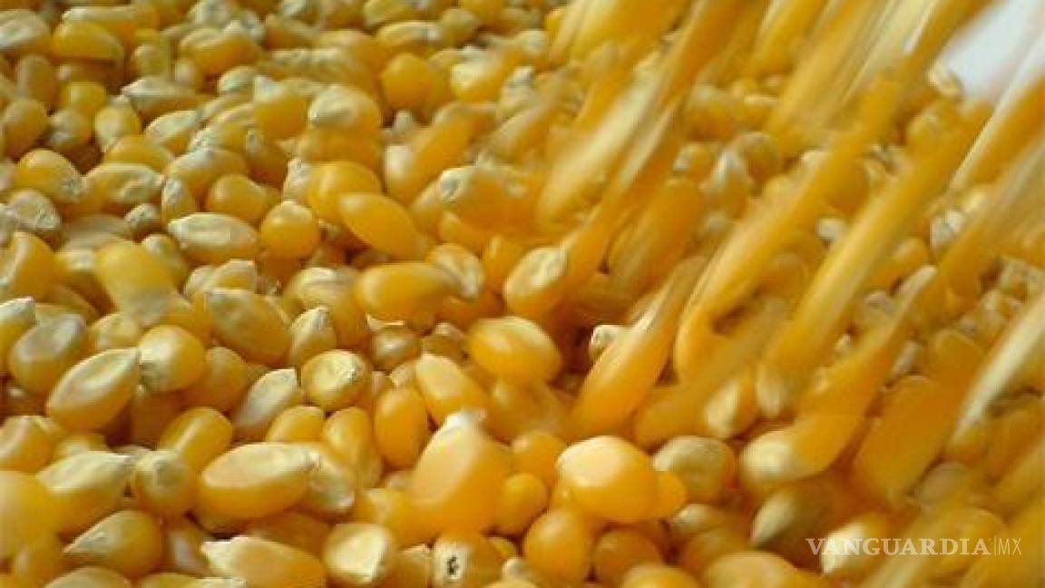 Sagarpa y BMV presentan contrato de futuros de maíz