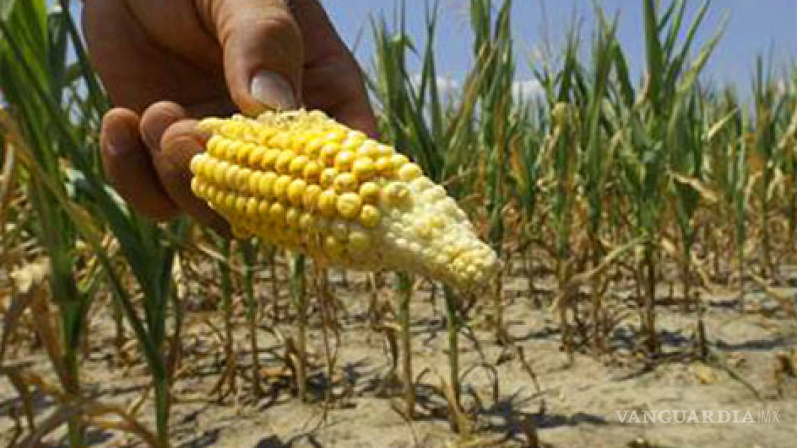 Sequía en EU generará escasez de alimentos que arrastraría a México a la hambruna, advierten