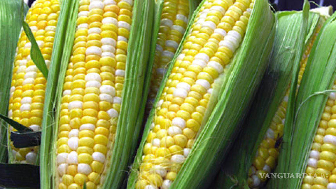 Los científicos chocan contra las trasnacionales por maíz transgénico