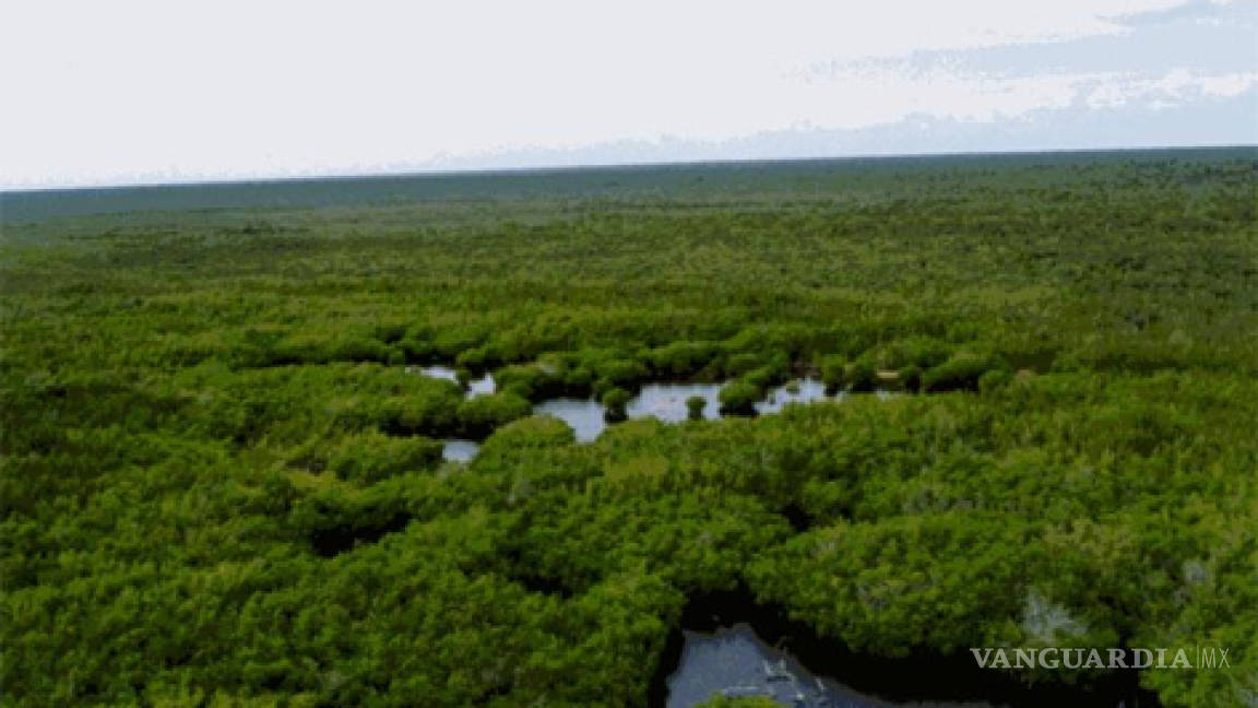En peligro, los tesoros naturales de flora y fauna de la isla de Cozumel
