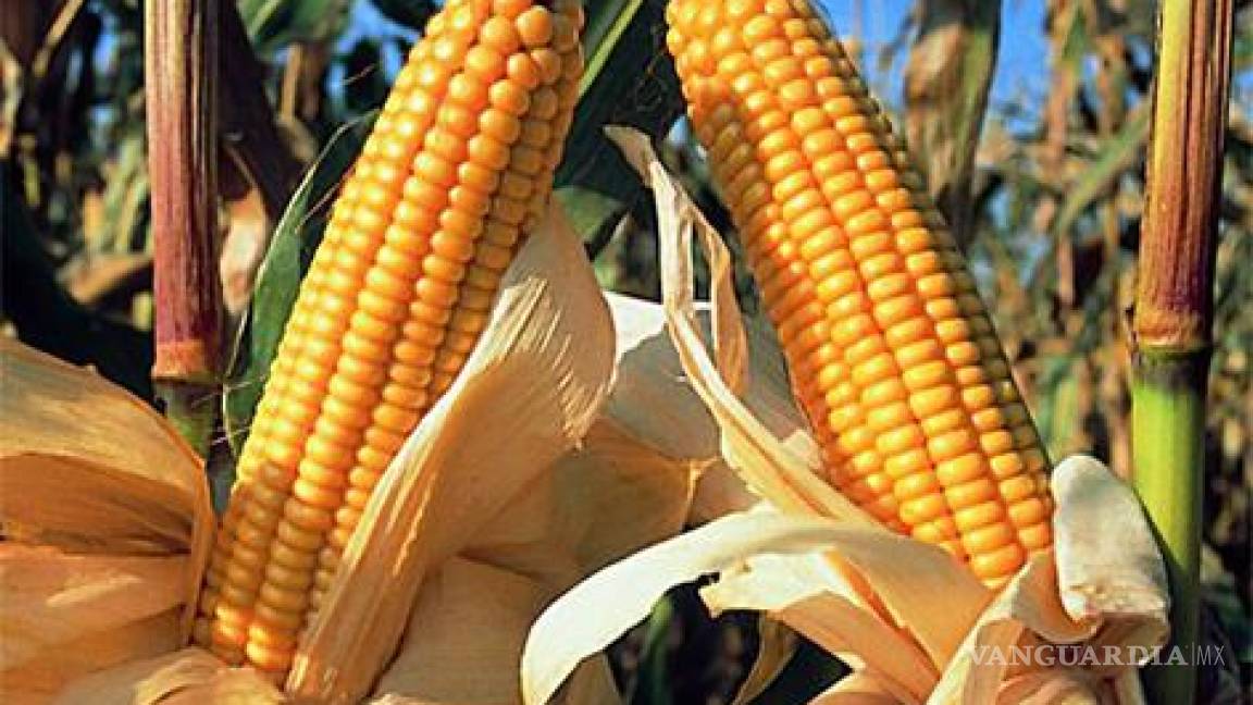 Piden a Peña Nieto medidas contra maíz transgénico