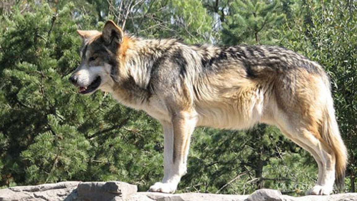 Son envenenados lobos liberados en Sonora