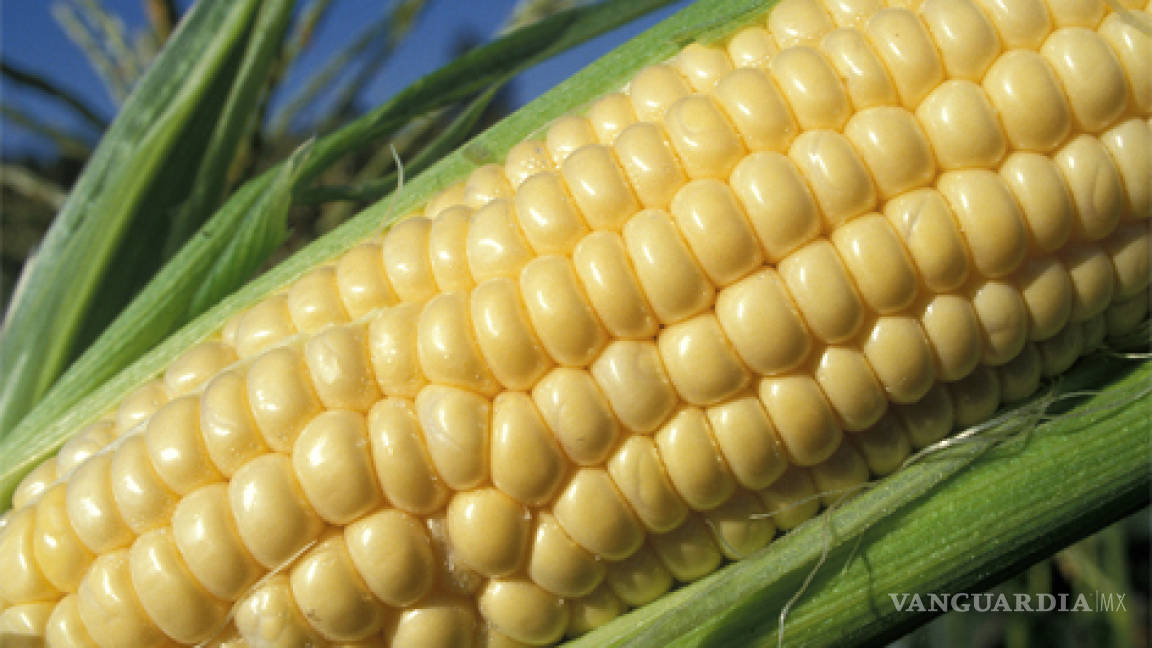 Caerá 50% producción de frijol y maíz debido a cambio climático: CNPA