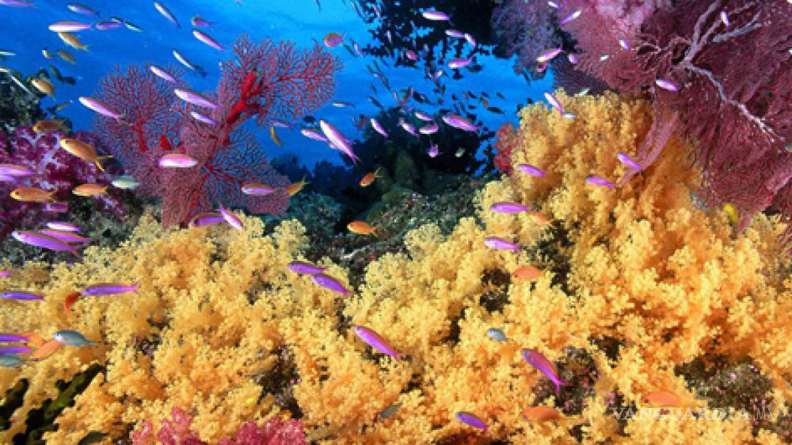Un 60% de los arrecifes de coral aún pueden salvarse: Científico