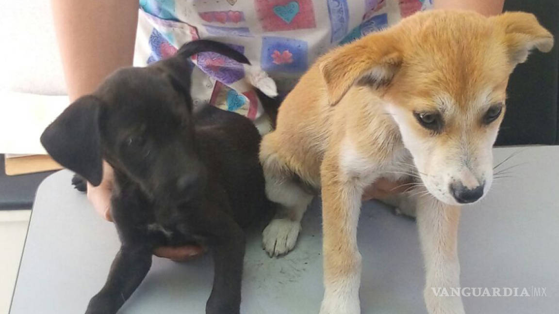 Ponen en adopción a cachorros en Monclova