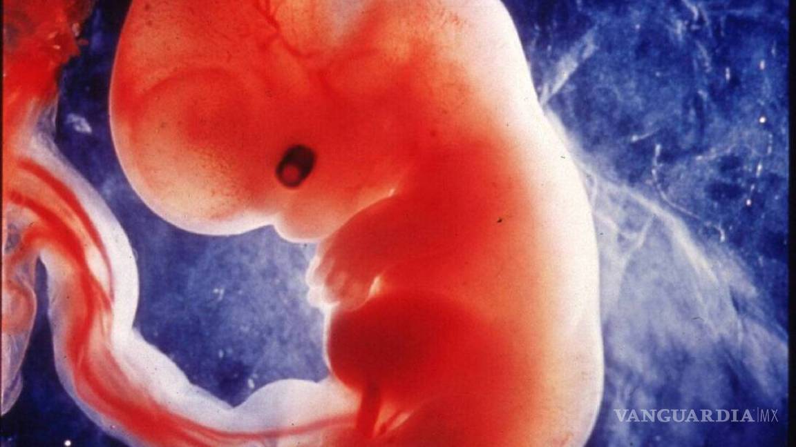 Anidan científicos embrión humano de una semana sin imput materno