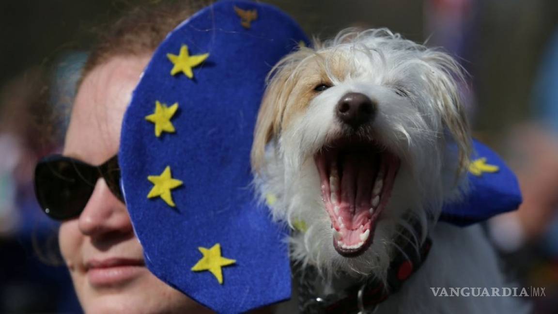 Perros, gatos y el brexit