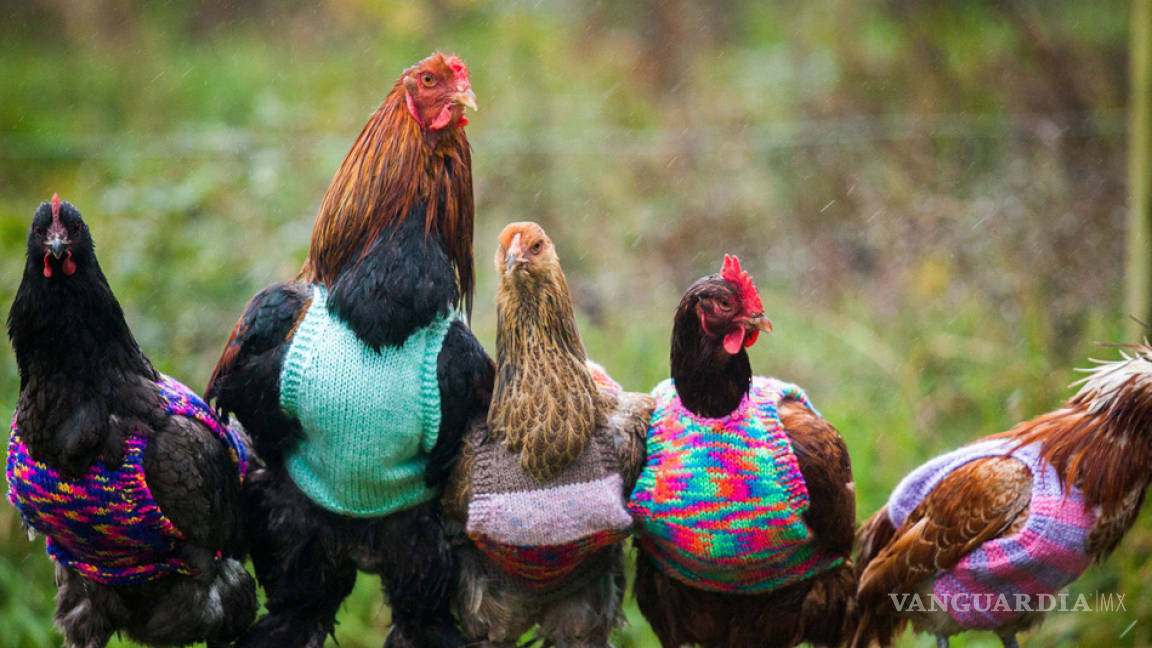 Tejen chalecos para que gallinas sobrevivan al frío