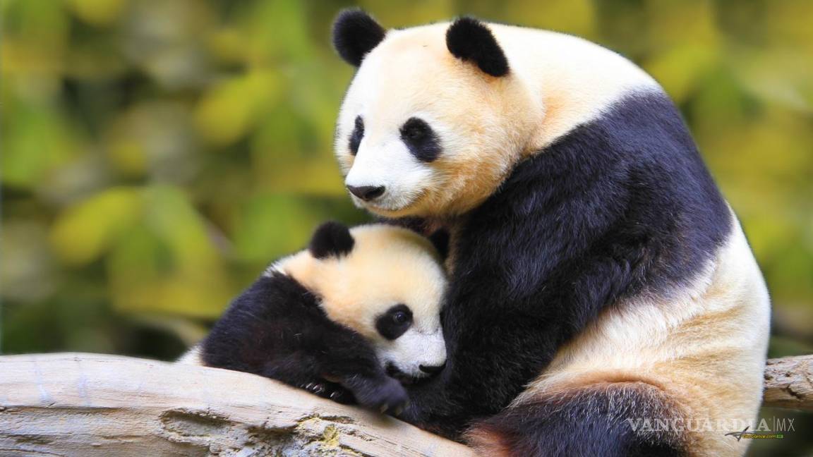 Panda gigante, excluido de lista de especies en peligro