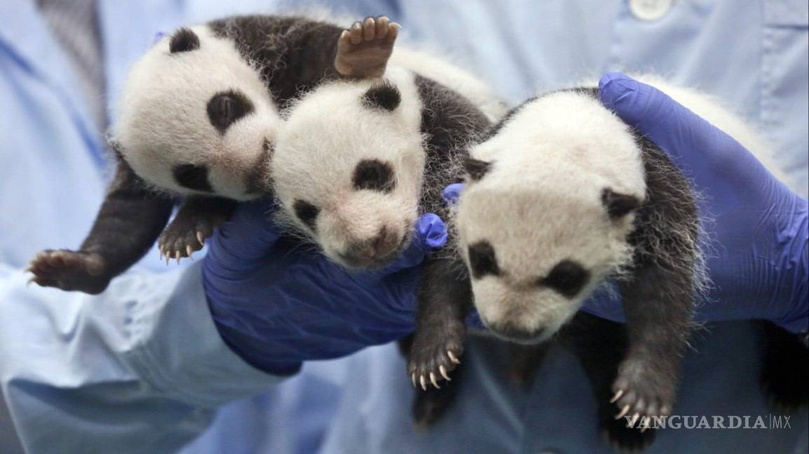 $!Panda gigante, excluido de lista de especies en peligro