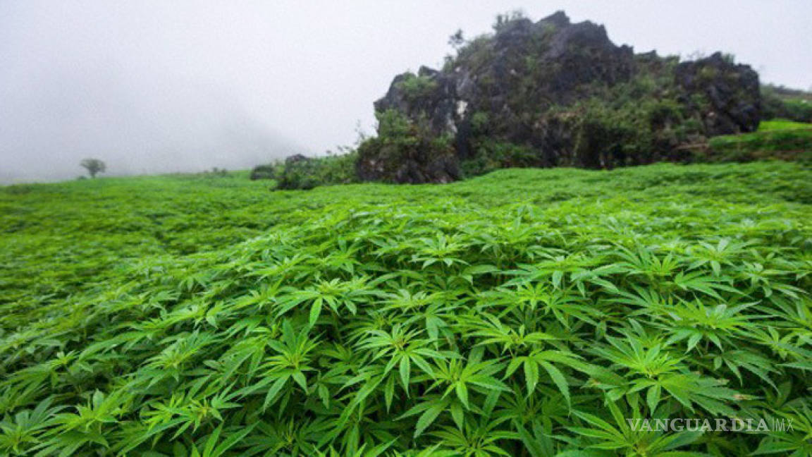Entra en vigor ley de cultivo y venta de mariguana medicinal en Puerto Rico