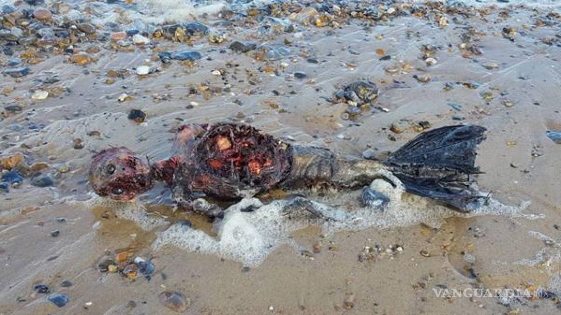 Hombre asegura que encontró una sirena muerta en la playa, ¿cierto o no? (video)