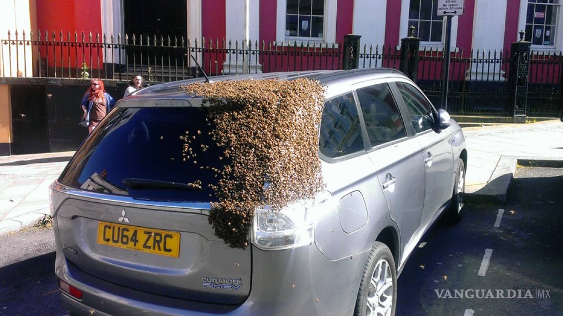 Persiguen abejas a conductora para 'rescatar' a su reina