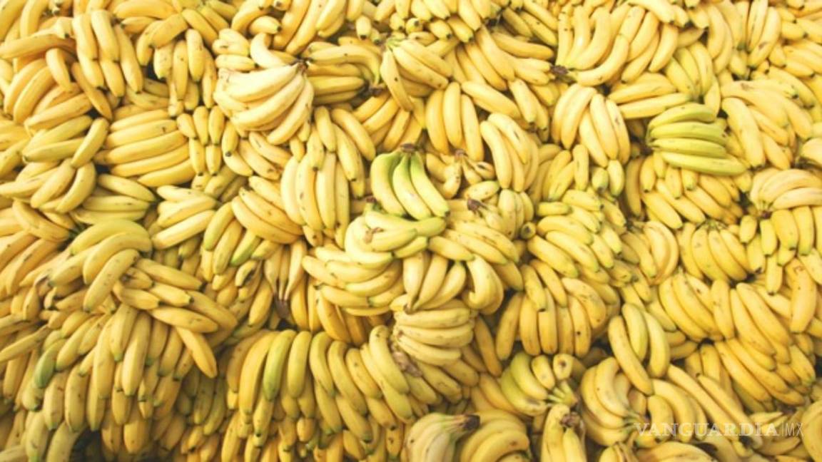 Inicia carrera científica para salvar la banana favorita de los países ricos