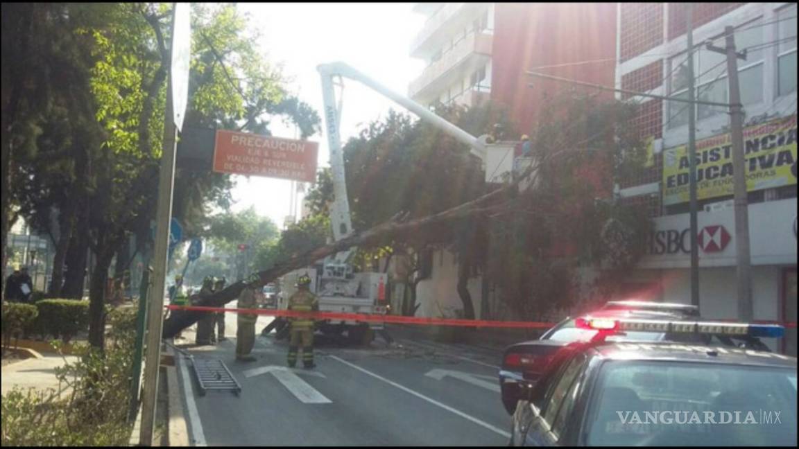 Viento ha derribado 115 árboles en dos días: Protección Civil de CDMX