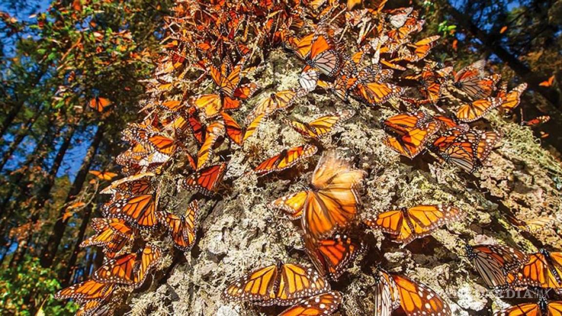 Preocupante disminución de la población de mariposas monarca en México