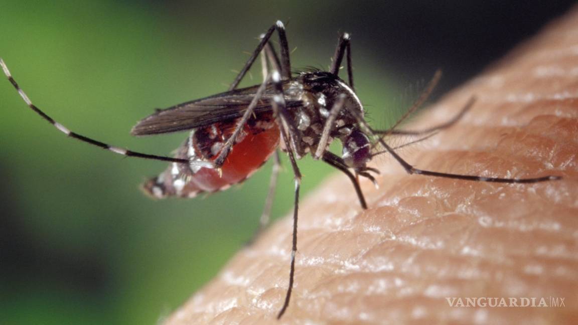 La SS de Coahuila emite recomendaciones ante el virus zika