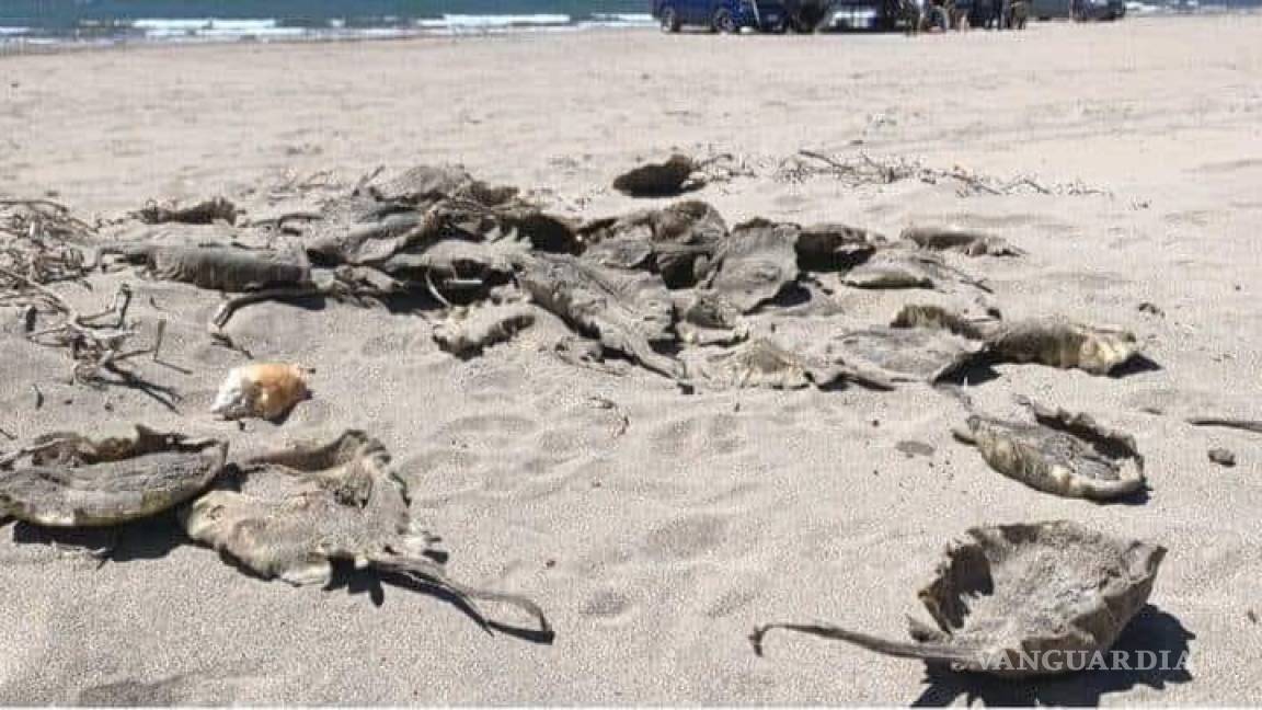 Aparecen muertas rayas mutiladas en playa de Huatabampo, Sonora