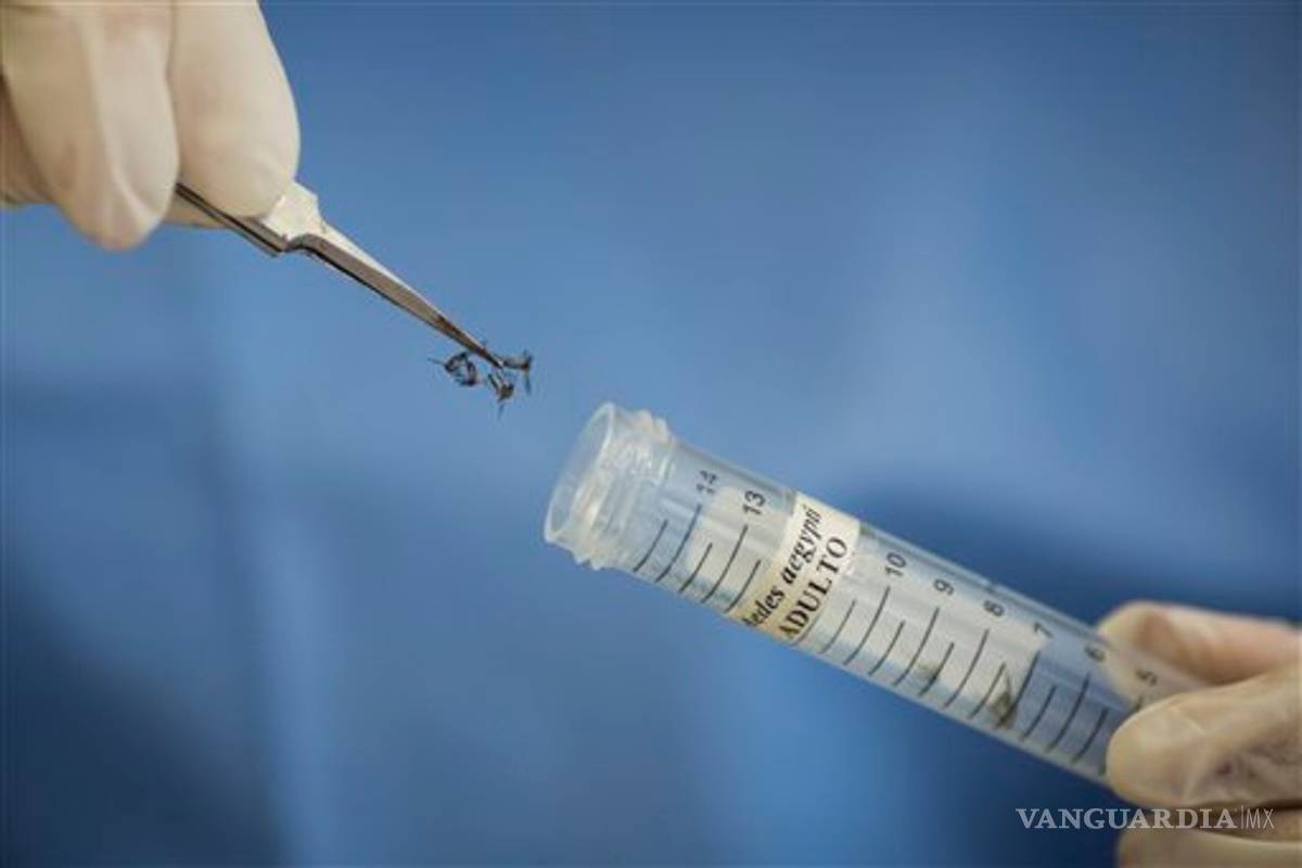 Un mosquito modificado genéticamente será utilizado para prevenir el zika Un mosquito modificado genéticamente será utilizado para prevenir el zika
