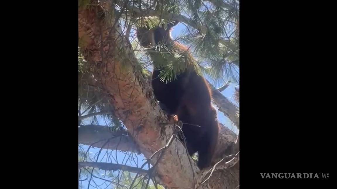 Localizan a oso en la colonia Lomas de Lourdes, al sur de Saltillo