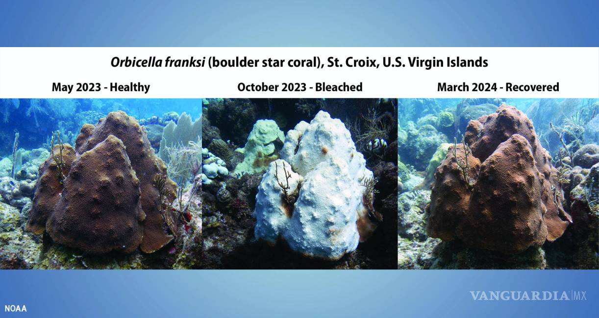 $!Un coral estrella de roca en St. Croix, Islas Vírgenes Estadounidenses, pasó de saludable en mayo de 2023 a blanqueado en octubre de 2023) y se recuperó en 2024