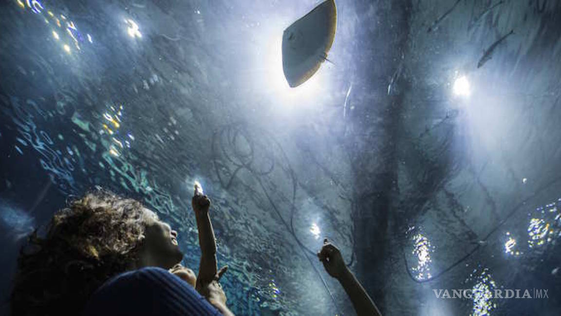 Río de Janeiro inaugurará el acuario más grande de Latinoamérica; visitantes podrán nadar con tiburones