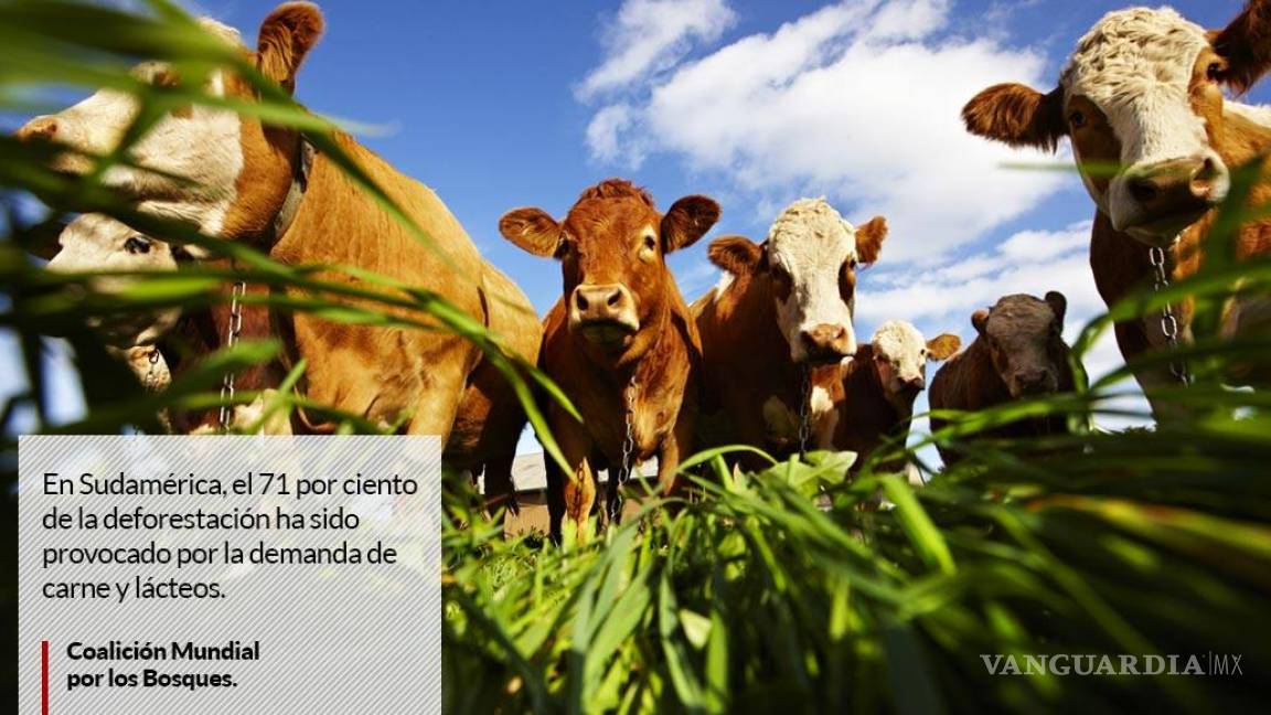 Industria de carne y lácteos devasta bosques de México y AL