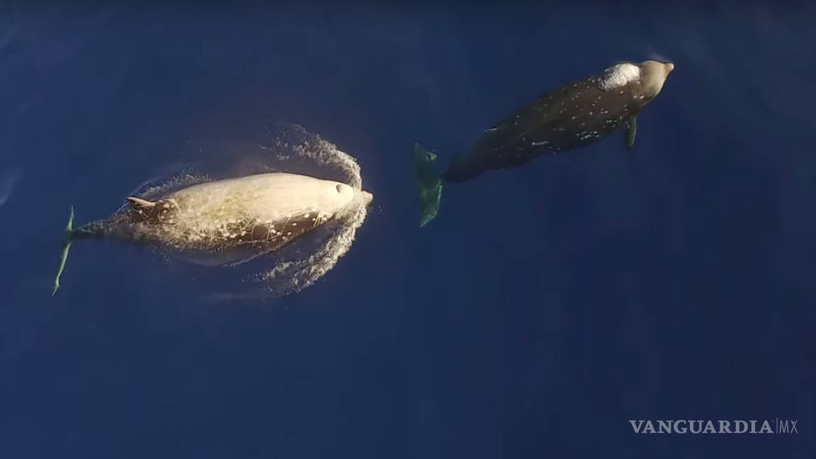 Dron capta al cetáceo más esquivo de los océanos en la Isla Guadalupe, Baja California
