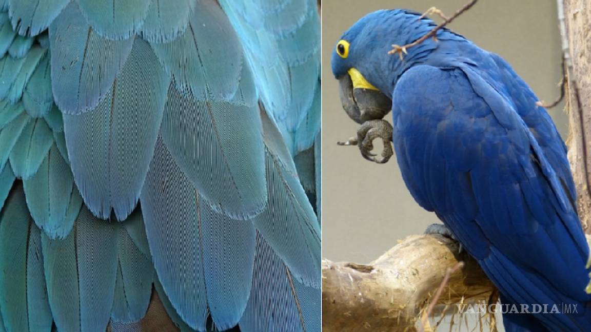“Amazonas” de alas azules: la nueva especie de loro hallada en Yucatán, México