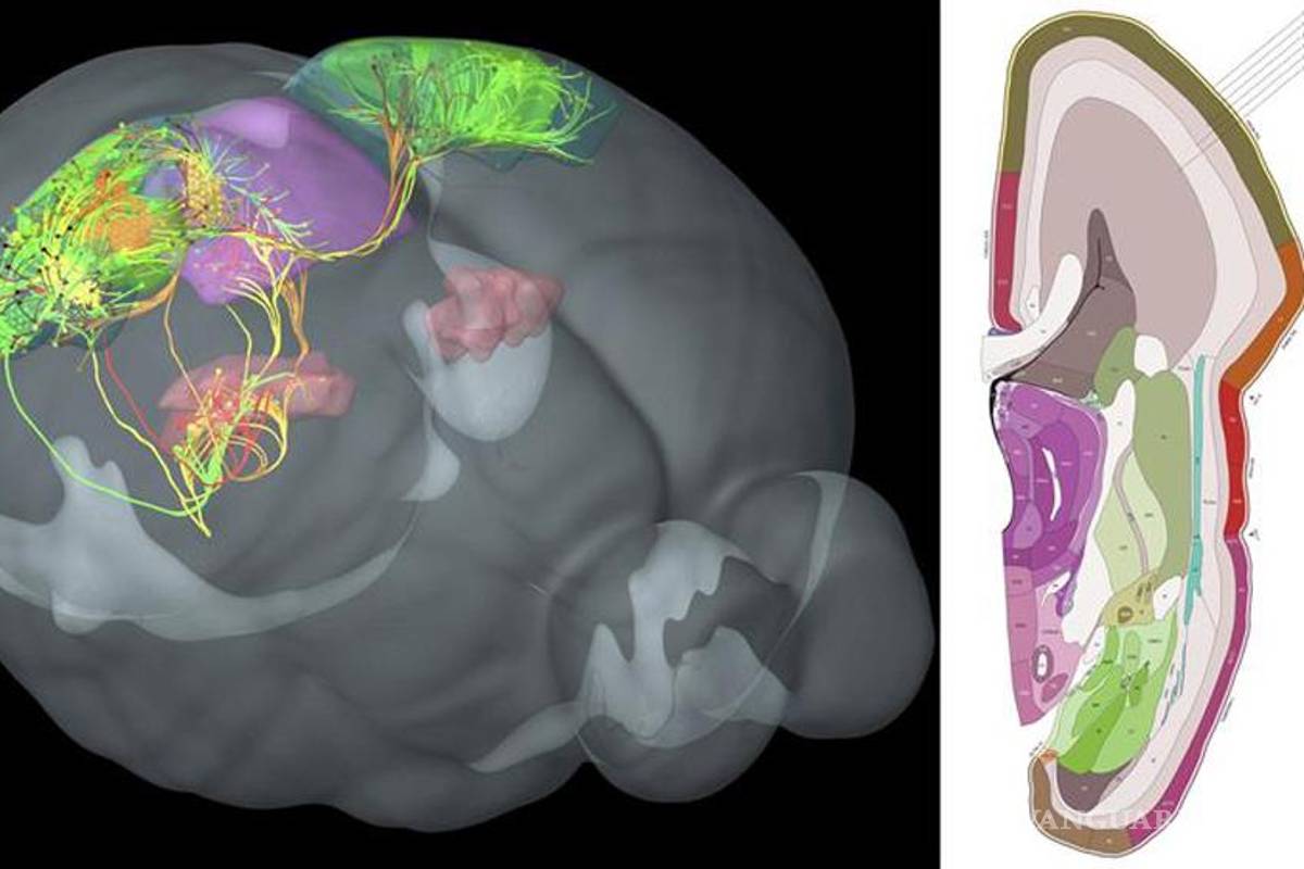Presentan "un mapa" con las conexiones del cerebro humano Presentan "un mapa" con las conexiones del cerebro humano
