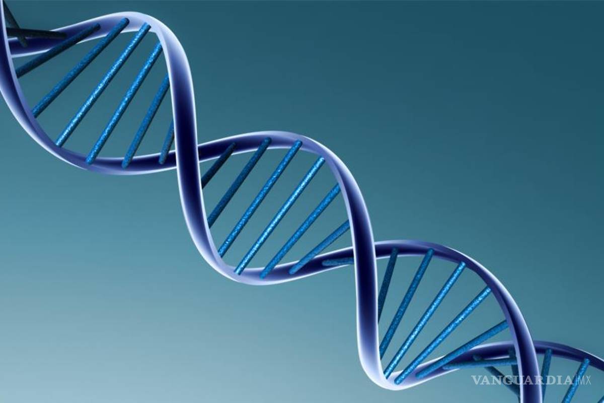 Identifican científicos los genes que influyen en la longevidad Identifican científicos los genes que influyen en la longevidad